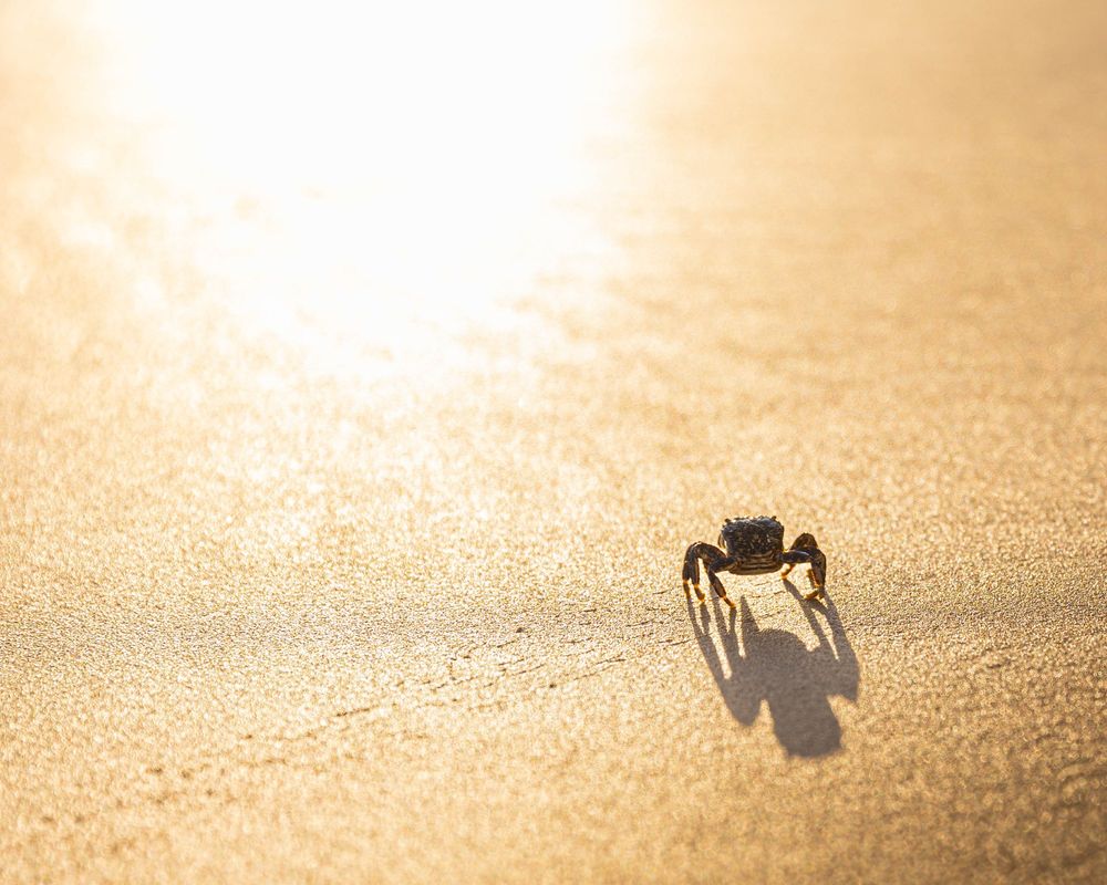 picture of a tiny sand crab walking on the beach by itself. The shot is taken low. The crab is crawling from the bottom left corner of the photo to the middle right. The sun is blasting through on the upper left of the photo 