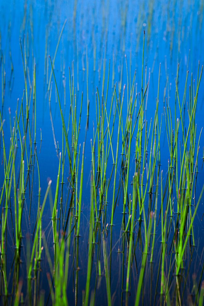 Picture of bright green shoots of wild grass coming out of a bright blue puddle on the side of the road. Causing a huge texture bomb of greens and blues. 