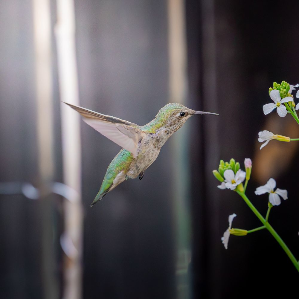 Picture taken from my backyard of a mostly green humming bird drinking nectar from a flower. 
