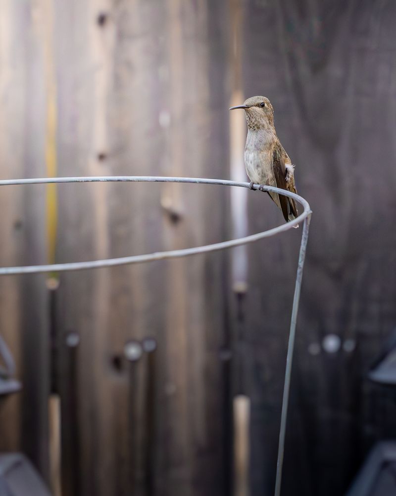 Picture of a hummingbird sitting on a tomato cage