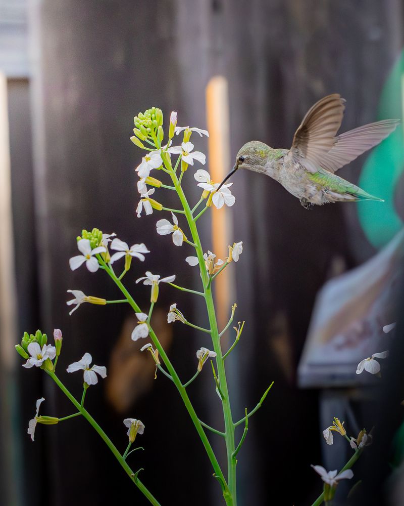 Picture taken from my backyard of a mostly green humming bird drinking nectar from a flower. 