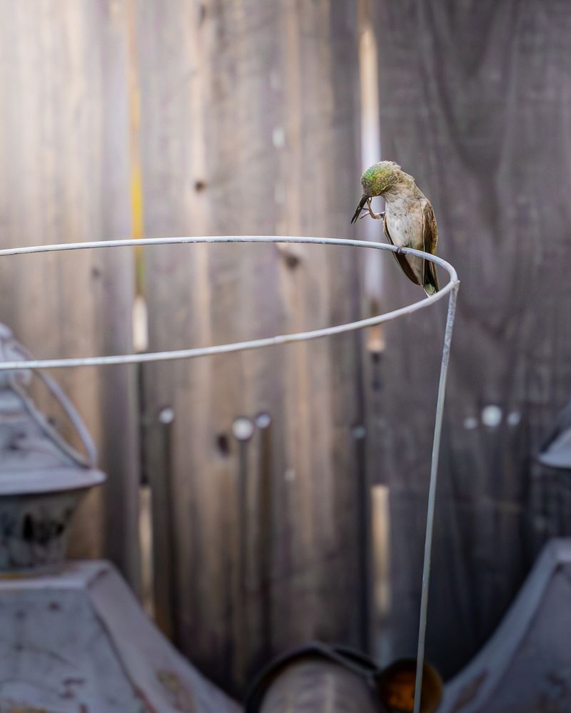 Picture of a hummingbird scratching it's face sitting on a tomato cage