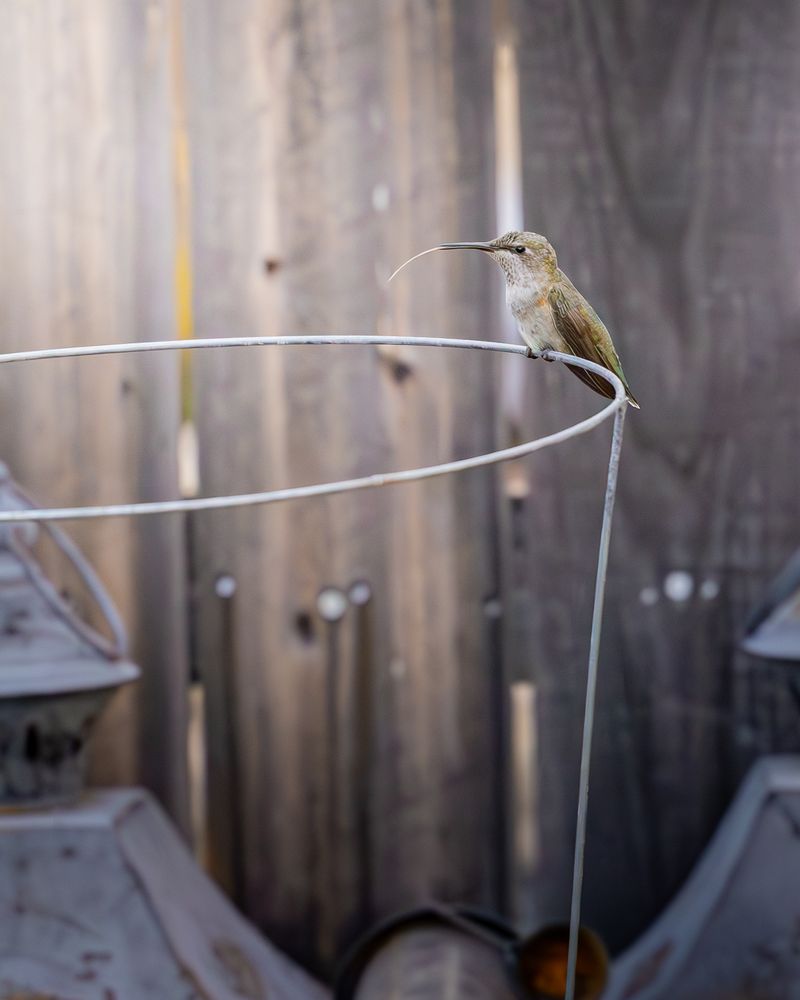 Picture of a hummingbird sticking it's tongue out sitting on a tomato cage