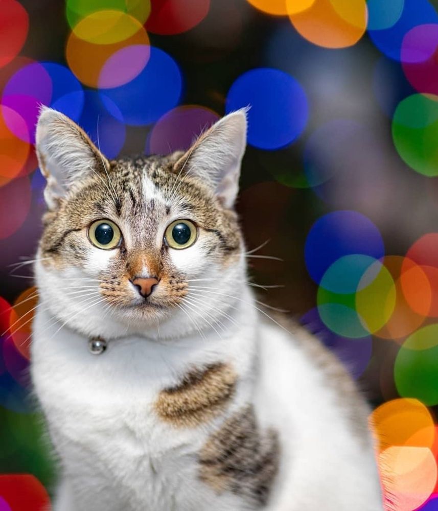 Picture of our cat Chloe in front of a Christmas tree but her eyes are massive because the camera flash scared the shit out of her 