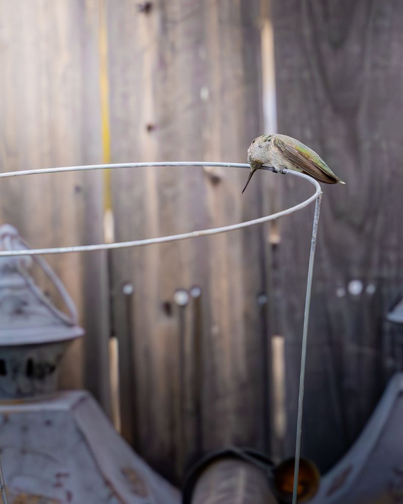 Picture of a hummingbird cleaning it's beak sitting on a tomato cage