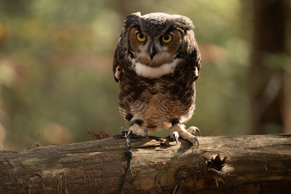 Brown great horned owl standing on a log, appears to be glowering at the camera.