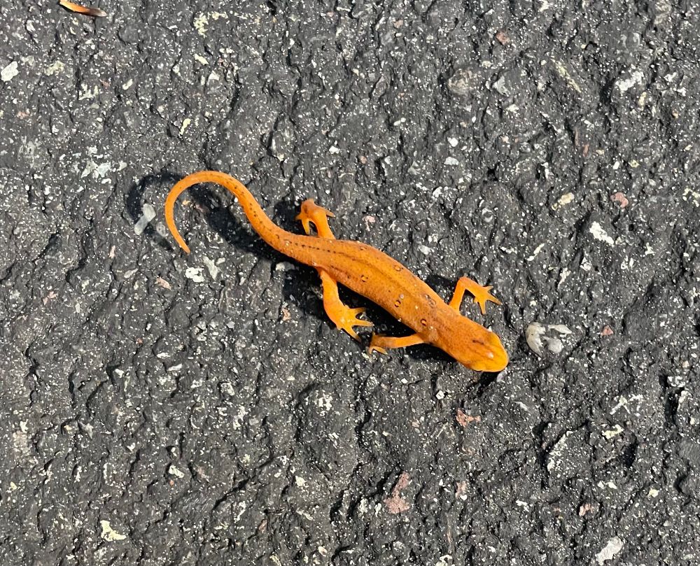 A cute little orange lizard chilling on the sidewalk.