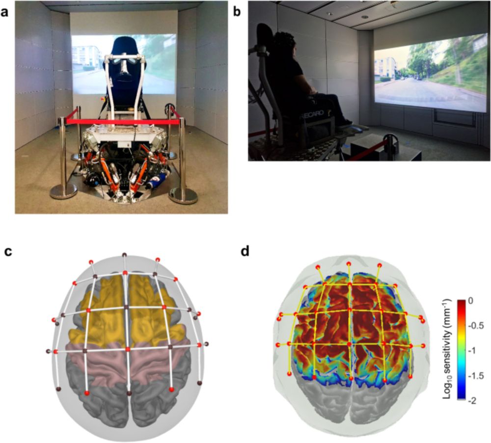 Cortical processes of multisensory plausibility modulation of vibrotactile perception in virtual environments in middled-aged and older adults - Scientific Reports