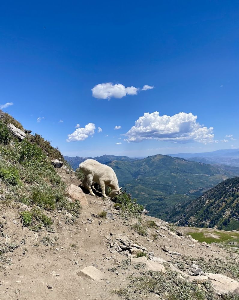 white mountain goat on the side of a hill, with blue sky and a couple of small clouds in the background