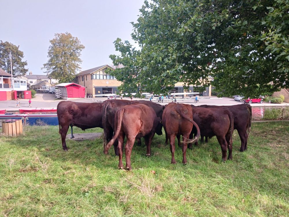 Cows in a circle, looking like they're conspiring.