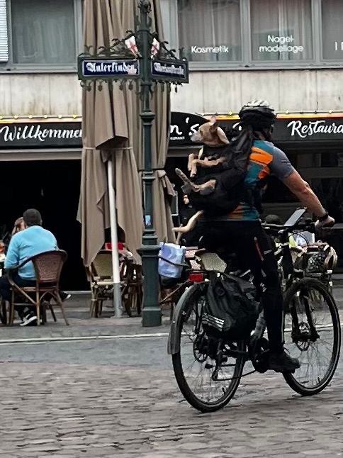 Ein Radfahrer, der auf seinem Rücken einen Rucksack trägt, in dem ein Hund befestigt wurde 