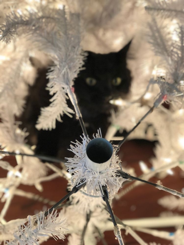 A black Maine Coon kitty is being too helpful while decorating last Christmas.