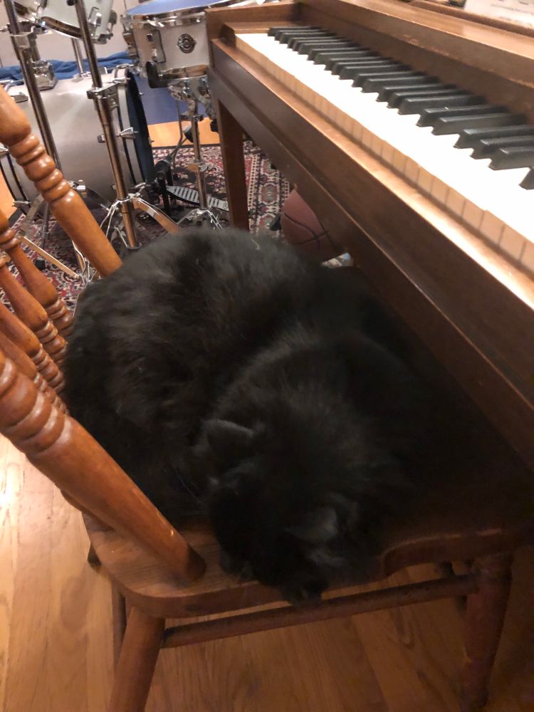 Black Maine Coon on antique chair in front of a piano and a drum kit.