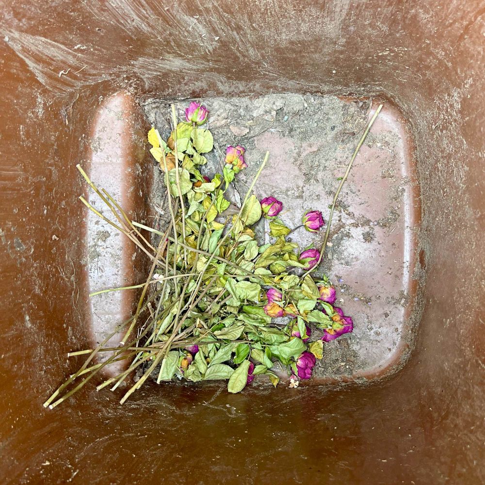roses in the bin 