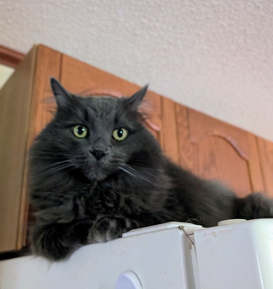 Fluffy dark grey cat with green eyes lies on top of a white refrigerator, with wooden cabinets in the background.