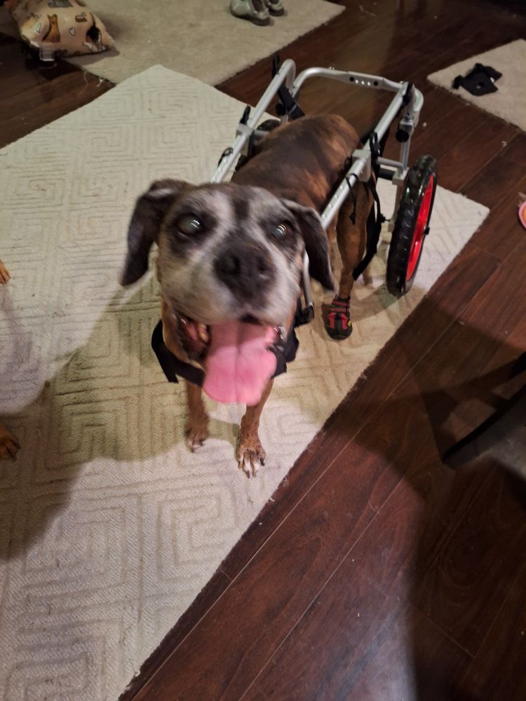 Brindle boxer with his tongue hanging out in his wheelchair supporting his rear legs