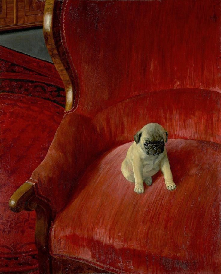 A pug puppy sits on a large red velvet chair 