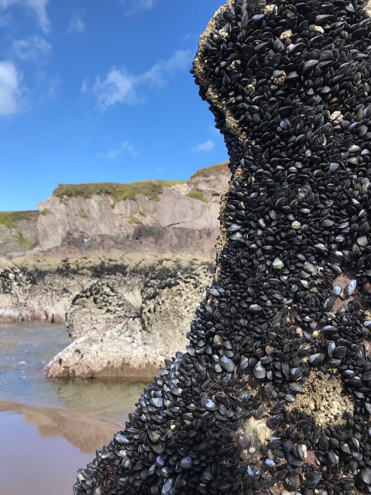 Die Felsenvorsprünge voll mit kleinen Muscheln. 