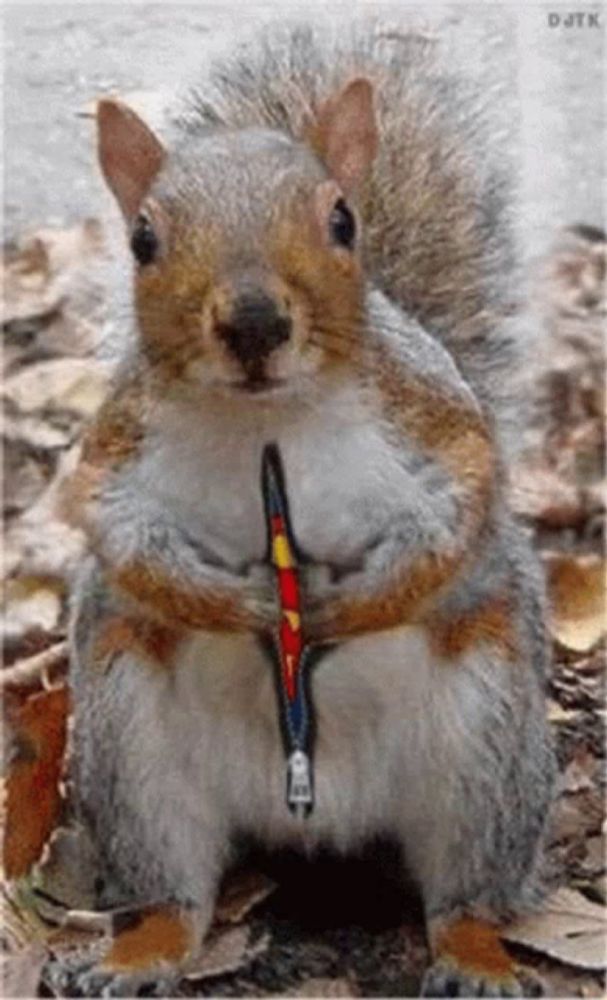 a squirrel with a zipper on its belly is sitting in the leaves