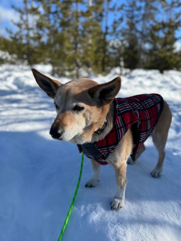 Dog wearing red, black and white coat in the snow!
