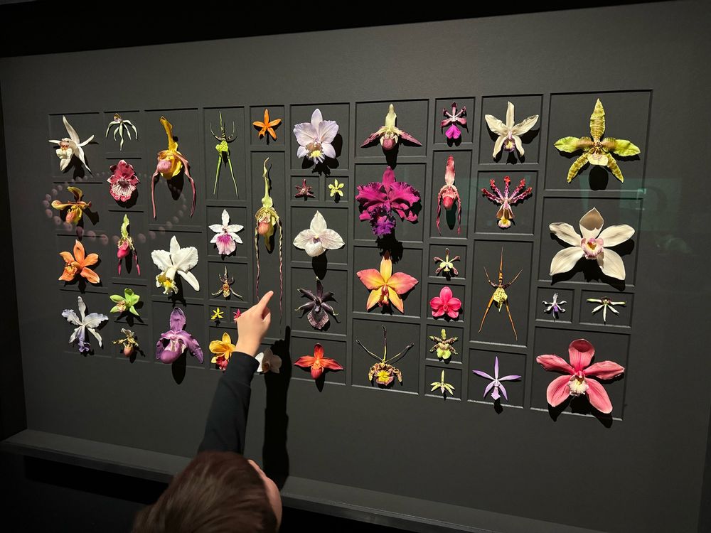 Orchid flowers dried and displayed behind glass frame at OMSI.