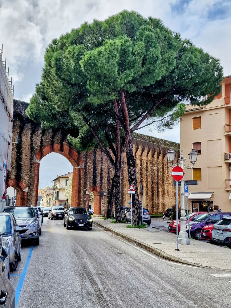 Durch das Stadttor fahren Autos. Davor steht ein großer Baum mit grüner Krone. 
