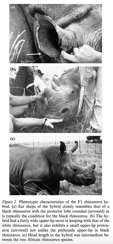 Interspecific hybridisation in rhinoceroses: Confirmation of a Black x White rhinoceros hybrid by karyotype, fluorescence in situ hybridisation (FISH) and microsatellite analysis (Robinson et al., 2005): https://d1wqtxts1xzle7.cloudfront.net/40675883/Interspecific_hybridisation_in_rhinocero20151206-2746-nx3s5t-libre.pdf?1449472610=&response-content-disposition=inline%3B+filename%3DInterspecific_hybridisation_in_rhinocero.pdf&Expires=1758582551&Signature=D~~RYlfr9zibe6dkqnh8orIdGU7NOASDQ5mxGrr59gKaFk~NeE7CouHHP3yURHPDluJVn2-jAHiAeof5ukHk2M8O2b2LGf-K4wP3pj7AX5OXmMwEVXdi5EJxOl-XgDtD~wZeVj-KgKlij1UAxtzhMuo9e6O-AWEW7SsWRpZx24a8Cp~aw349AFXkZ~yNLBS2xQdGUn2l5MalRYMcOxlbp0ROiSOVQzhayi-4wUkw2YInGWO3HTLPA6HjbWSkzniAX55ijTxsEAumXB5Pf7TdP1vadzk8zUTHtZdhZnBzx~4JqXOzIhCBGHpVJa-Ihp4UhwyGK73yXFcjDrILogAa0Q__&Key-Pair-Id=APKAJLOHF5GGSLRBV4ZA