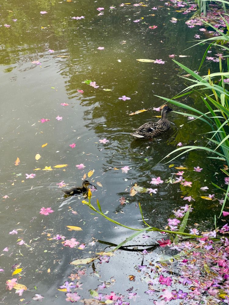 Photo of a single, fluffy, baby duck swimming after its mother. The mom is heading into some lakeside greenery. Dozens of pink and purple flowers and various yellow and green leaves are floating on the surface of the water. The pond is greenish but the reflection on the water shows it’s a sunny day with a few clouds, and that several trees stand beside the pond. Overall, it’s a picture of nature being cute and colourful on a spring day. 