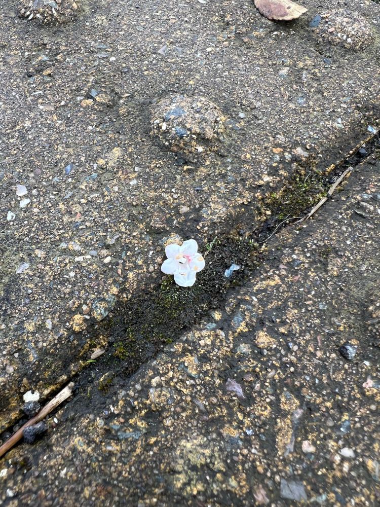 Photo of a teeny tiny flower that has fallen between two textured brick pavers. The flower is mostly white with a hint of pink at the centre, with pale yellow stamen. In the spirit of honesty, the photo isn’t a very good one because it was taken on a phone and would’ve been much better if I’d had a macro lens. 