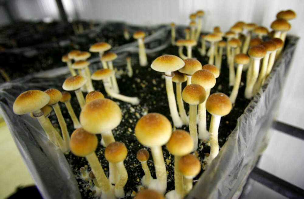 Psychedelics: How Question 4 could legalize the drugs for therapeutic use in Mass.