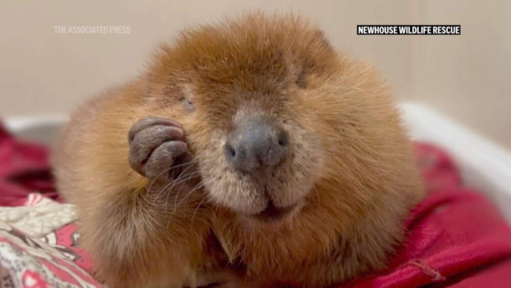 The fate of Nibi the beaver lands in court as rescuers try to stop her release into the wild