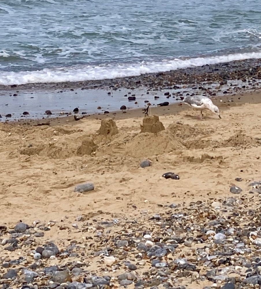 A sandcastle about to be inundated. The gull is unconcerned.