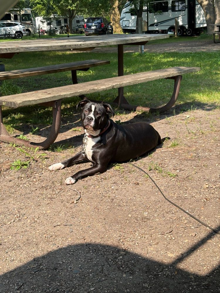 A black and white dog relaxes next to a picnic table at his campsite. 