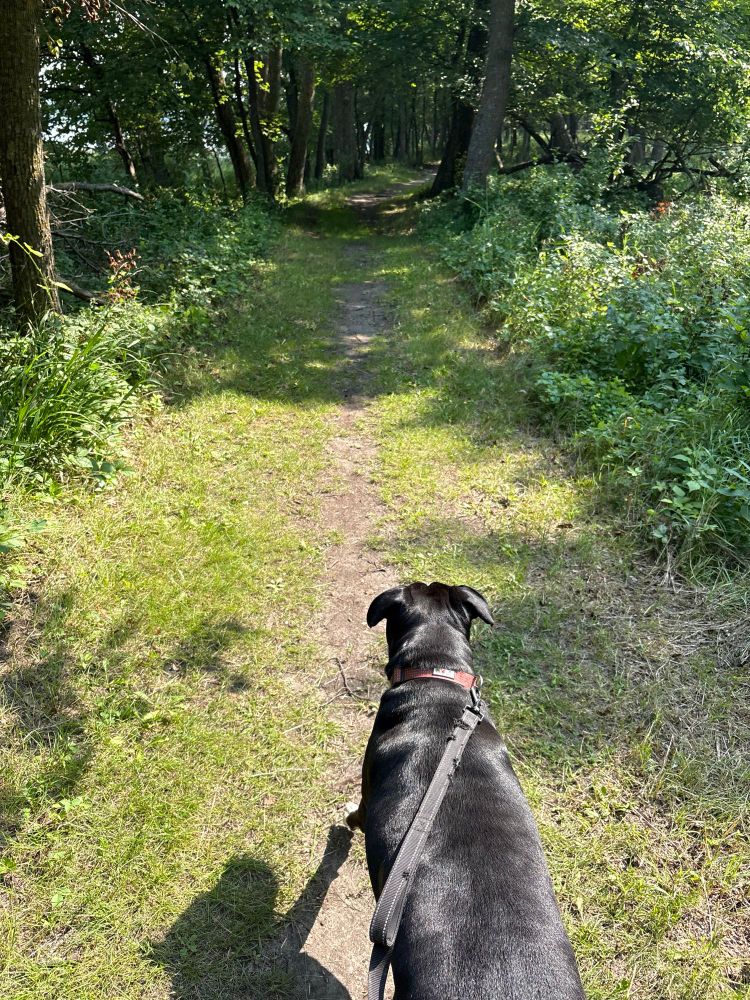 A black dog walks into the forest on a trail. 