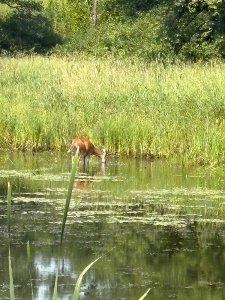 An antlerless deer eating water plants while standing in a pond at Maplewood State Park 