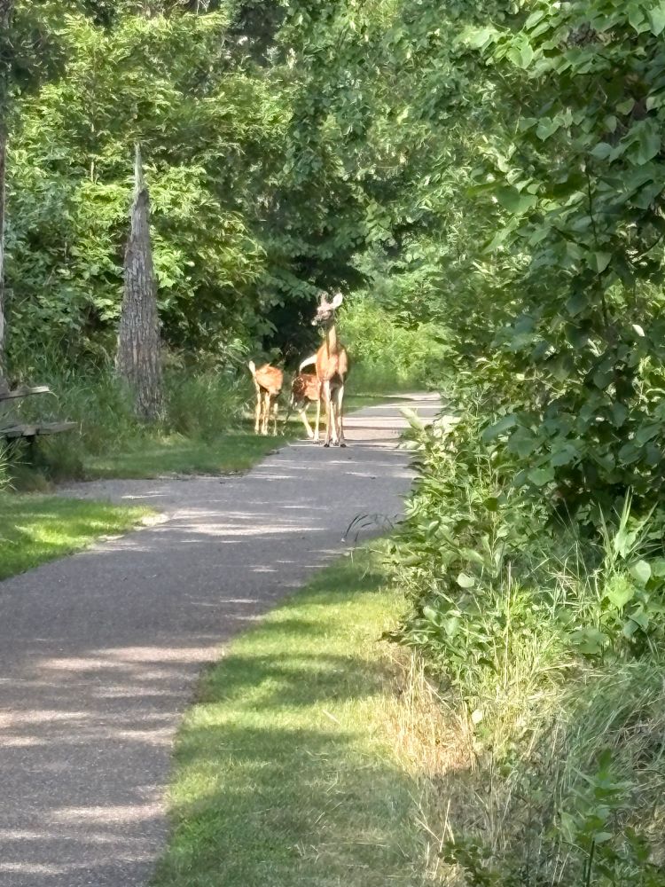 A mother deer and her two spotted fawns on a paved trail in the forest. 