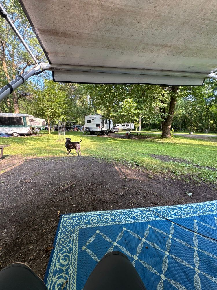A black and white dog guarding his campsite. 