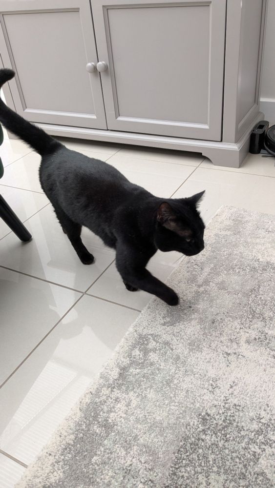 A black kitty who has just come in through his cat flap from exploring outside in the morning sunshine