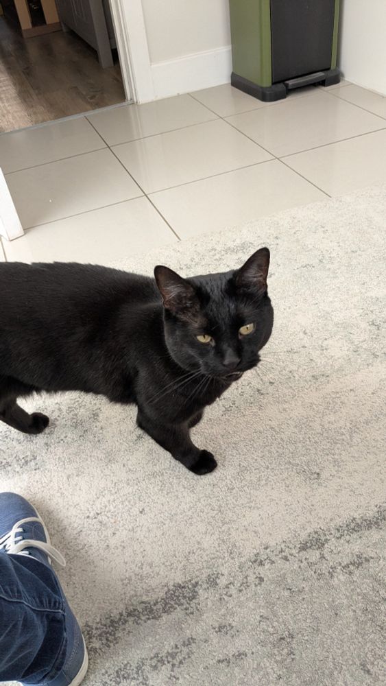 A black cat searching for a lap to jump onto so that he can 