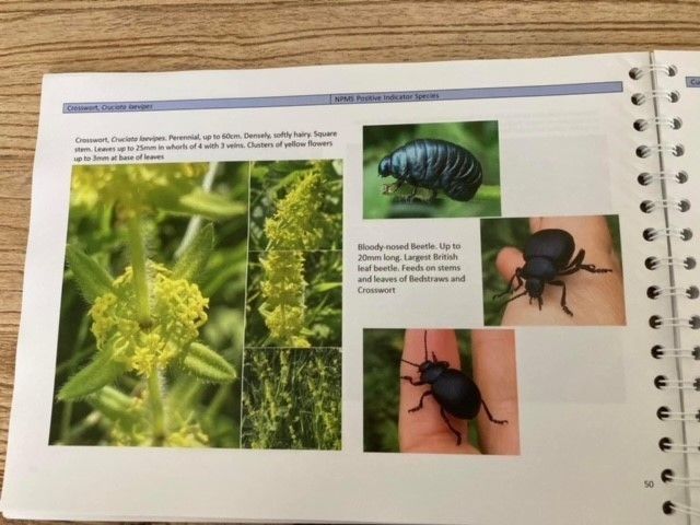 Page image from the Big Meadow Search book