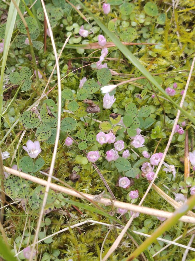 Bog pimpernel