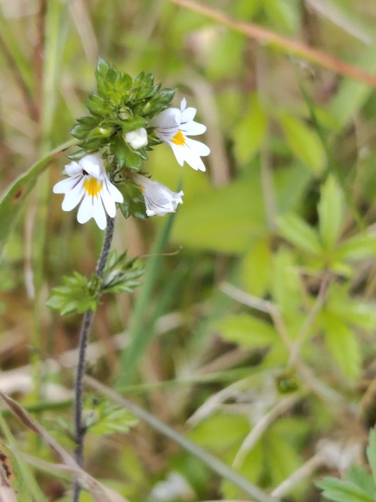 Eyebright (specific ID is a bit beyond my ability on eyebrights)