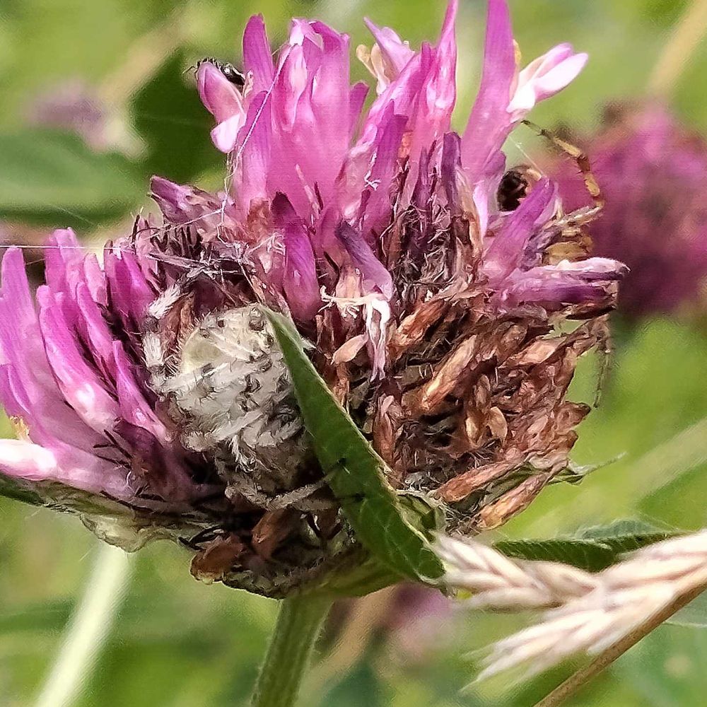 Araneus quadratus (Four-spotted Orb Weaver) female on Red Clover 
