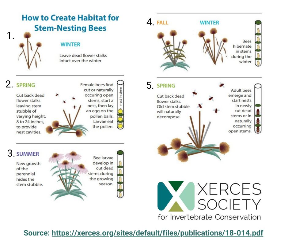 Full guide: Nesting & Overwintering Habitat for Pollinators and other Beneficial Insects https://xerces.org/sites/default/files/publications/18-014.pdf  