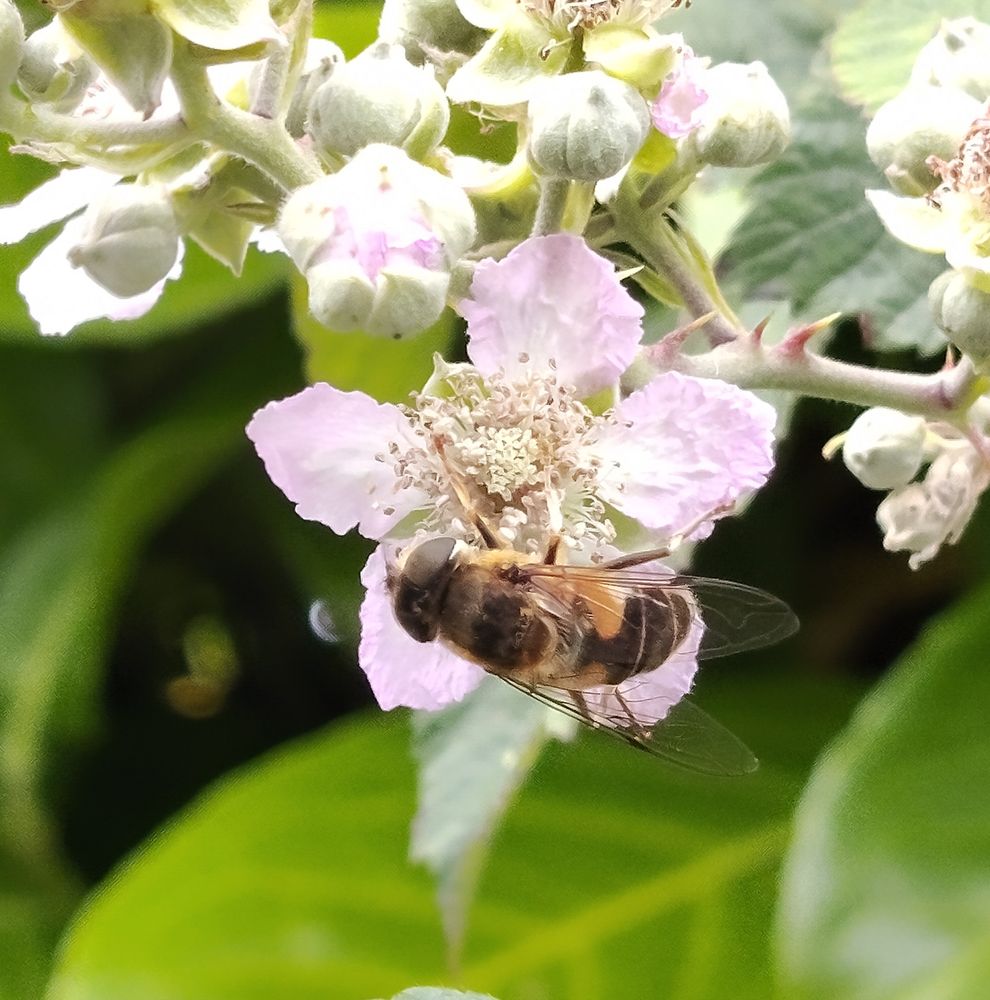 Eristalis pertinax (Tapered dronefly) feeding on Bramble flower in County Laois, Ireland