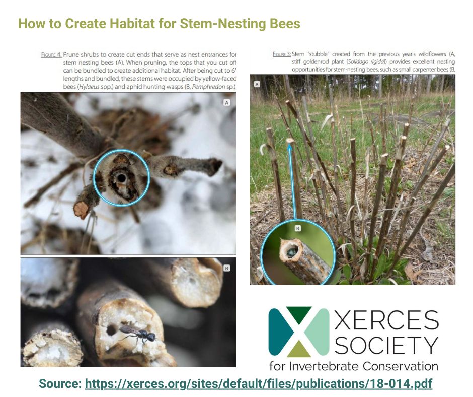 Full guide: Nesting & Overwintering Habitat for Pollinators and other Beneficial Insects https://xerces.org/sites/default/files/publications/18-014.pdf  