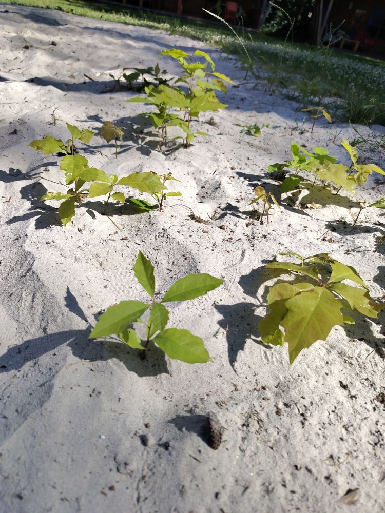 Oak saplings in the sand play areas (Drenthe Netherlands)