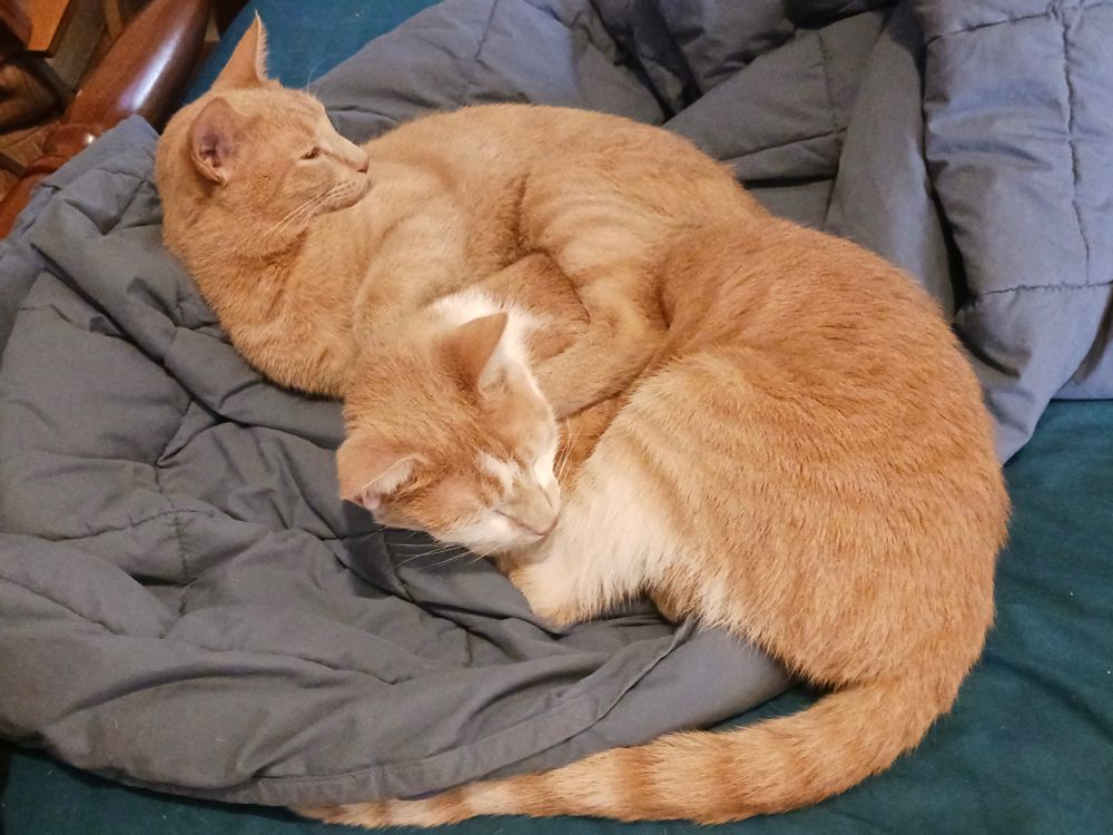 Two blond tabbies entwined.