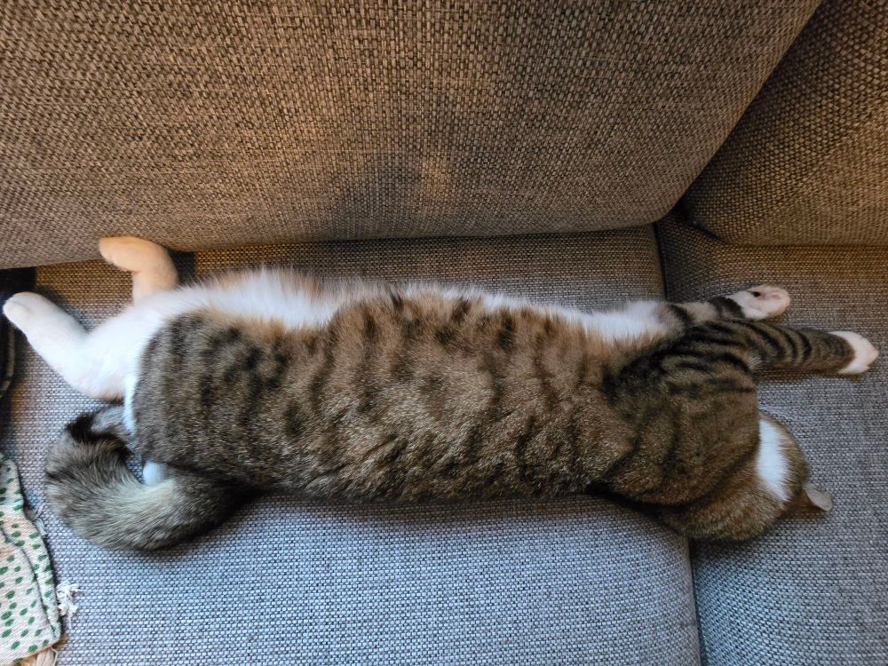 A cat is stretched out on the sofa with his tail curled up 