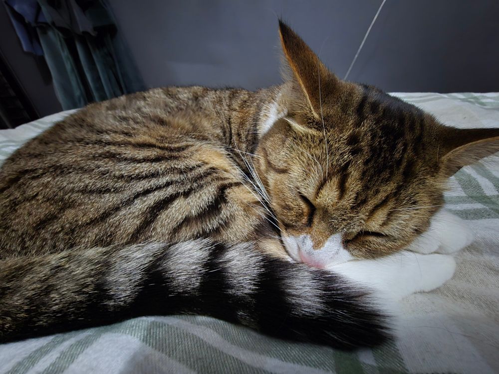Close up of a cat sleeping on a bed